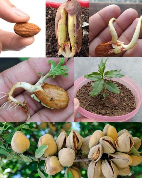 Gemüseanbau In Kübeln, Medicinal Garden, نباتات منزلية, Almond Tree, Garden Hacks, Vegetable Garden Diy, Garden Kit, Growing Plants Indoors, Garden Crafts Diy