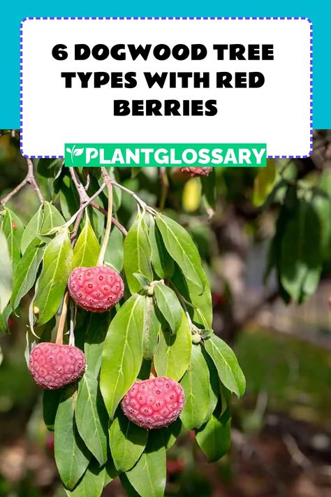 6 Dogwood Tree Types with Red Berries Dogwood Berries, Pacific Dogwood, Kousa Dogwood, Tree Types, Strawberry Tree, Dogwood Tree, Flowering Tree, Dogwood Trees, Berries Recipes