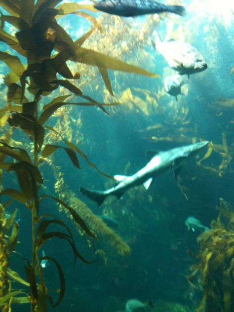 birch aquarium Avatar Blue, Birch Aquarium, Ocean Aquarium, Blue People, Aesthetic Boy, Going Fishing, Human Experience, Aquariums, Marine Life