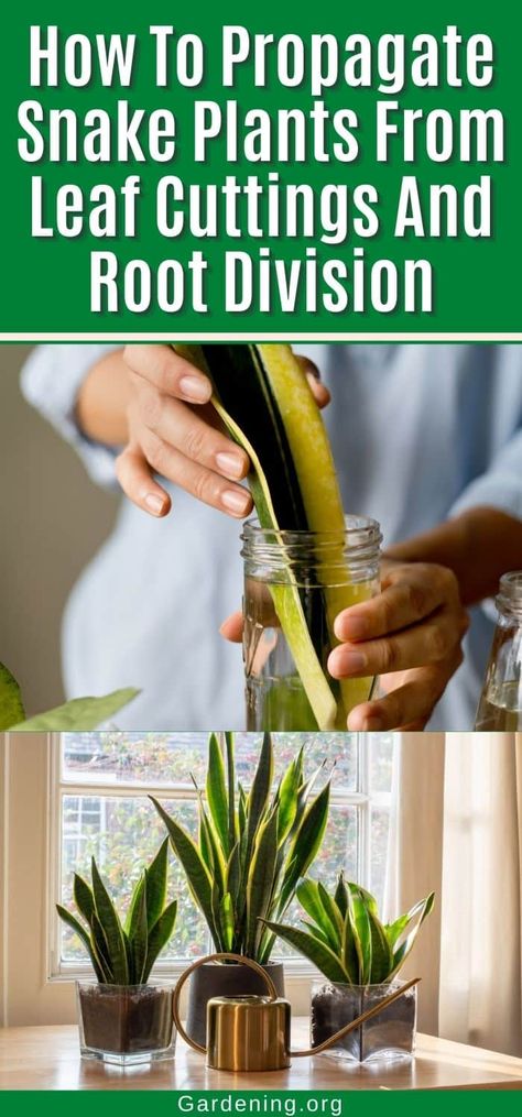 How To Propagate Snake Plants From Leaf Cuttings And Root Division Snake Plant Propagation, Easy Care Houseplants, Snake Plant Care, Snake Plants, Ficus Lyrata, Easy Care Plants, Liquid Fertilizer, Dry Leaf, Plant Cuttings