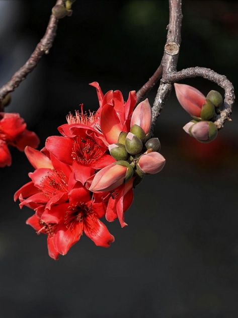 Shimul Flower, Bombax Ceiba, Cool Fish, Love Wallpaper Backgrounds, Banyan Tree, Flower Branch, Flower Motif, Beautiful Flowers Pictures, Flower Plant