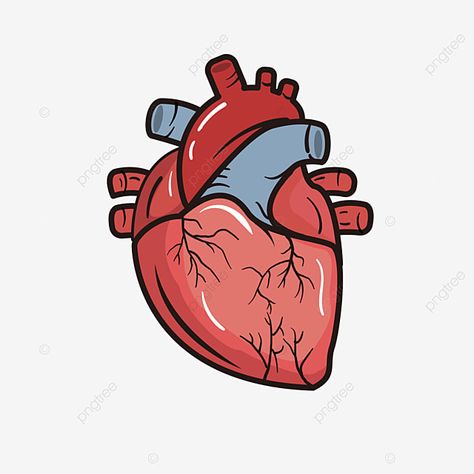 Real Heart Photo, Real Heart Image, Heart Illustration Graphics, Heart Cartoon Drawing, Real Heart Drawing, Human Body Science Projects, Heart Vector Illustration, Protein Benefits, Heart Drawings