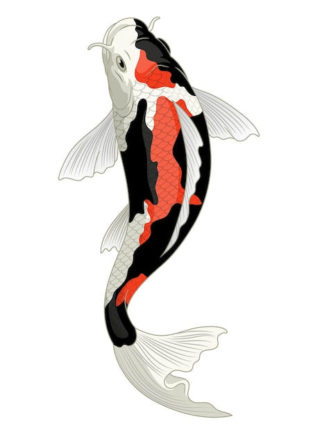 Premium Vector | Koi fish japan in red and white kohaku pattern Koi Fish Quilts, Koi Fish Drawing Color, Koi Fish Outline, Tancho Koi, Koi Fish Drawing Tattoo, Koi Fish Colors, Karp Koi, Tato Ikan Koi, Butterfly Koi