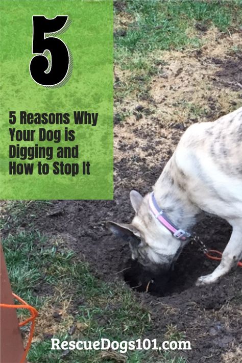 Why does your dog dig? Dig in dirt, garden, grass, sand? Here are 5 reasons why and how to stop your dog from digging. Dig Proof Dog Run, Digging Pit For Dogs, Dog Digging Pit, How To Stop A Dog From Digging, How To Keep A Dog From Digging, How To Keep Dogs From Digging, How To Stop Dogs From Digging, Dog Digging Area, Prevent Dogs From Digging