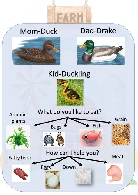 Duck- family, favorite food and benefits , vocabulary - learn to write Food And Benefits, Drake Kids, Plant Bugs, Duck Family, Learn To Write, Educational Poster, Ugly Duckling, Learning To Write, Education Poster