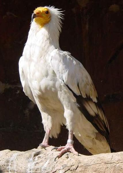 Egyptian vulture Hawk Species, Egyptian Vulture, Hornbill Bird, Raptors Bird, American Kestrel, Birds Design, Dragon Sketch, Pretty Birds, Birds Of Prey