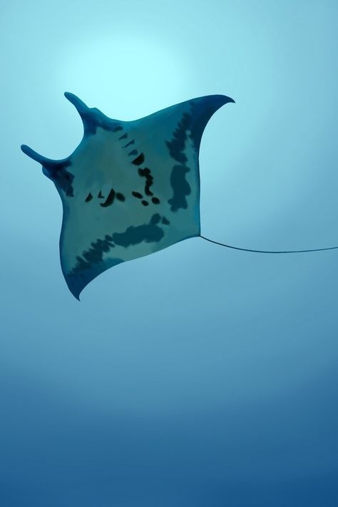 Manta Diablo Underwater Animals, Beautiful Sea Creatures, Underwater Creatures, Underwater Life, Underwater Photos, Manta Ray, Wildlife Conservation, Marine Animals, Ocean Creatures