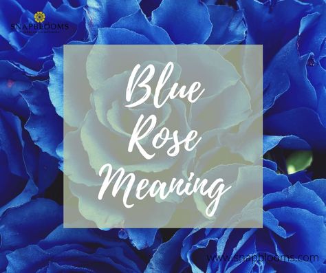 Meaning Of Roses Colors, Rose Meanings, Blue Rose Quotes, Pink Rose Meaning, Rose Color Symbolism, Blue Rose Meaning, Roses Meaning, Blue Rose Symbolism, Blue Rose Tattoo Meaning