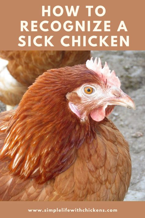 If you raise backyard chickens, at some point, you will have a sick chicken. Do you know what signs to look for? Be sure and check out my blog post for some helpful tips Americana Chickens, Chicken Perches, Chicken Poop, Backyard Chicken Coop Plans, Chicken Eating, Chicken Health, Backyard Chicken Farming, Backyard Flocks, Raising Backyard Chickens