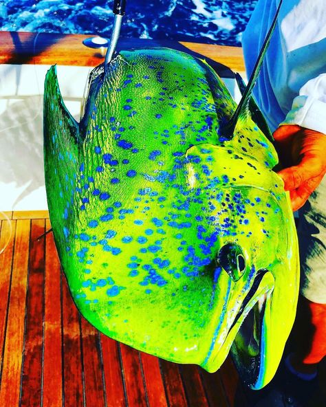 One of the best mahi mahi close up pictures 👌 @anki_othberg Check out Crazy Spearfishing stories! LINK IN BIO👇👇👇… Mahi Mahi Pictures, Funny Mexican Pictures, Mexican Pictures, Saltwater Boats, Trophy Fish, Salt Water Fishing, Up Pictures, Wooden Fish, Exotic Fish