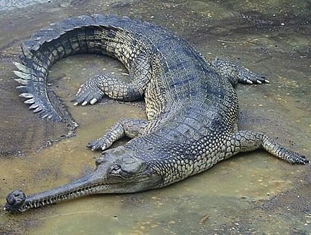 The gharial (Gavialis gangeticus), also known as the gavial, and the fish-eating crocodile, is a crocodilian of the family Gavialidae, native to the northern part of the Indian Subcontinent. The global gharial population is estimated at fewer than 235 individuals, which are threatened by loss of riverine habitat, depletion of fish resources, and entanglement in fishing nets. As the population has declined drastically in the past 70 years, the gharial is listed as Critically Endangered on the IUC Weird Looking Animals, Crocodile Illustration, Saltwater Crocodile, Cute Reptiles, Dangerous Animals, Interesting Animals, Reptiles Pet, Catching Fish, Prehistoric Animals