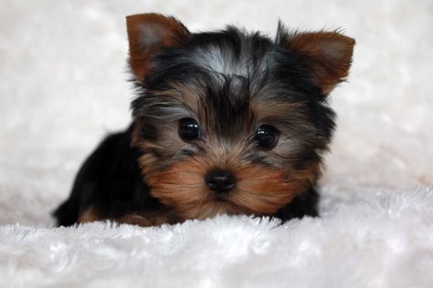 Micro Teacup Yorkie, Miniature Yorkshire Terrier, Yorkie Teacup, Teacup Yorkie For Sale, Micro Teacup Puppies, Teacup Puppy, Yorkie Puppies For Sale, Cute Teacup Puppies, Teacup Yorkie Puppy