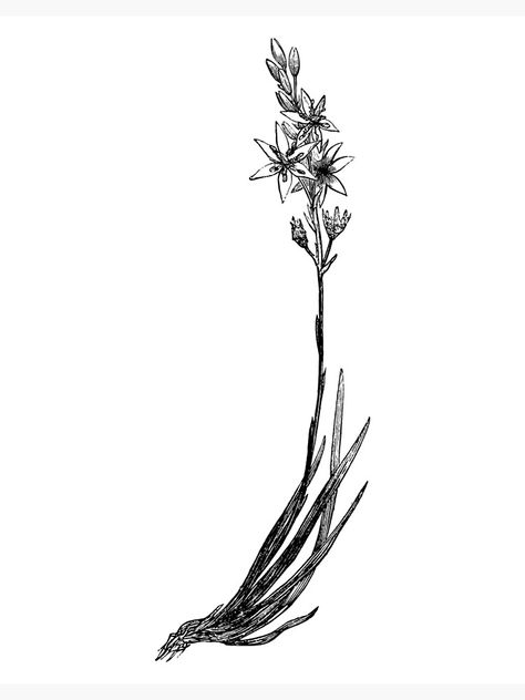 "Vintage Bog Asphodel Botanical flower | Black and white Flower Botanical illustration" Photographic Print by Pastouch | Redbubble Asphodel Tattoo, Asphodel Flower Tattoo, Spiritfarer Tattoo, Asphodel Flower, Botanical Tattoo Vintage, Deadly Hallows, Parfum Packaging, Wall Art Prints Printables, Hallows Tattoo