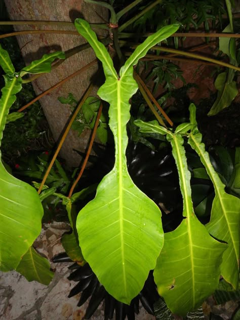 Philodendron joepii leave | por Jardin Boricua Philodendron Joepii, Orchid Bark, Philodendron Plant, Weird Plants, Plants Are Friends, Inside Plants, Unusual Plants, Starter Plants, Liquid Fertilizer