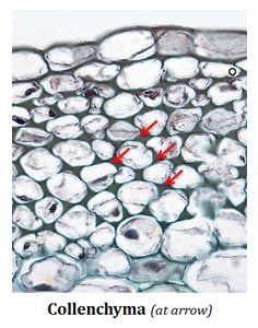 Collenchyma Tissue, Plant Structure, Plant Tissue, Biology Notes, Cell Wall, Horticulture, Biology, Plants, Wall