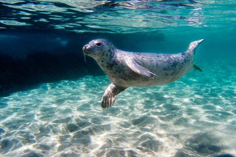 Seal Underwater, Photography Underwater, Leopard Seal, Grey Seal, Harbor Seal, Underwater Animals, Underwater Art, Good Ideas, Easy Art