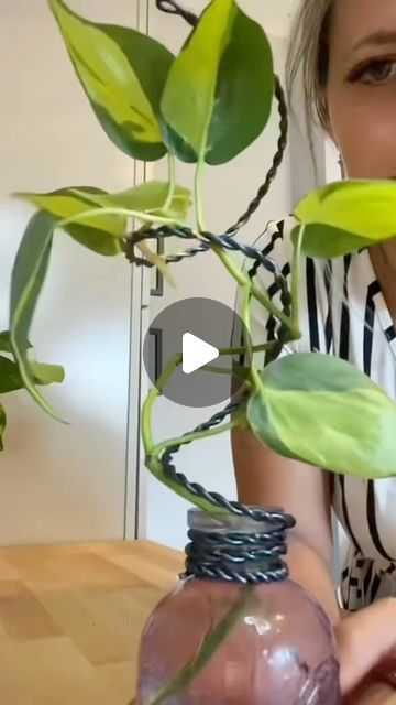 Air Layering Propagation Diy, Diy Indoor Trellis Ideas, Propagation Station Ideas, Diy Plant Trellis Indoor, House Plant Display Ideas, Propagation Station Diy, Diy Propagation Station, Leaves Wallpaper Iphone, Plant Display Ideas