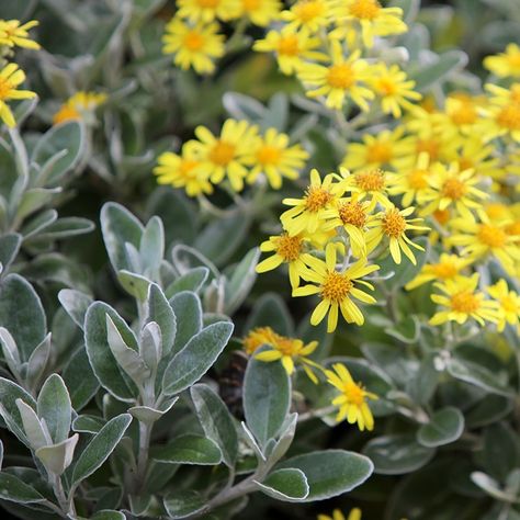 Brachyglottis Greyi, Nz Plants, Yucca Filamentosa, Garden Transformation, Native Gardens, Plants Uk, Seaside Garden, Plant Maintenance, Mediterranean Plants