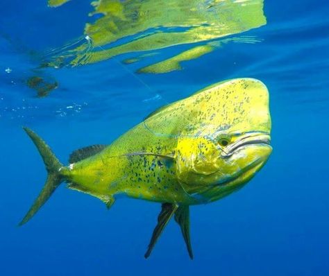 Mahi Mahi Fish, Mahi Fish, West Australia, Water Creatures, Aquatic Animals, Fish Swimming, Mahi Mahi, Marine Animals, Sea Creatures