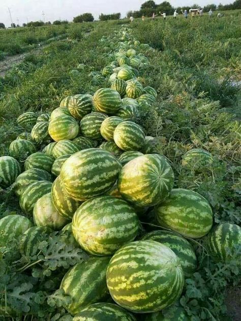 Giant Vegetable, Fruits And Vegetables Pictures, Watermelon Cocktail, Fruit Bearing Trees, Watermelon Drink, Vegetable Pictures, Fruits Photos, Fruit Photography, Beautiful Fruits