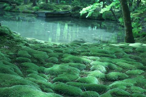 Moss Garden at Saihoji Temple, Kyoto - Japan Web Magazine Japanese Landscape Architecture, Saihoji Temple, Japan Forest, Golden Pavilion, Shinrin Yoku, Fushimi Inari Taisha, Book Story, Japanese Water, Moss Garden