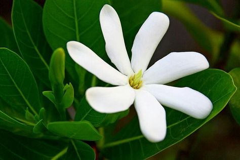 Tahitian Gardenia, Chuck D, Tiare Flower, Container Gardens, South Seas, 3d Flowers, Big Island, Ancient Times, Amazing Flowers