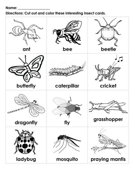 Free Handouts for Learning | Learning Printable Insect Worksheet, Bug Facts, Insects For Kids, Bug Activities, Insect Coloring Pages, Insects Preschool, Bug Coloring Pages, Bugs Preschool, Insect Activities