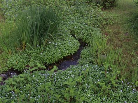 Myosotis scorpioides or True Forget Me Nots growing along water Woodland Garden Design, Myosotis Sylvatica, Starting Seeds Indoors, Pond Plants, Garden Grove, Butterfly Bush, Growing Tips, Forget Me Nots, Spring Bulbs