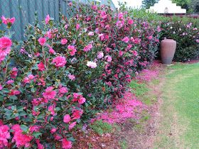 Sasanqua Camellias make a great hedge. They`re tougher and faster growing than their relatives, the slower growing, more formal, Camellia ... Camillia Bush, Camellia Hedge, Yuletide Camellia, Flower Hedge, Des Roses, Winter Flowers, Just Beautiful, Front Garden, Backyard Landscaping Designs