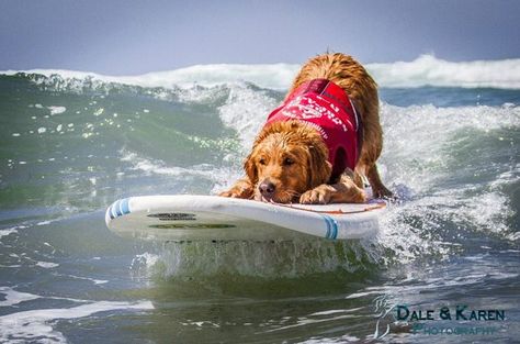 Wherever the waves are choice, that’s where you’ll find Turbo, a loveable Golden Retriever who loves to surf. Puppy Obedience Training, Golden Retriever Funny, Positive Dog Training, Golden Retriever Mix, Easiest Dogs To Train, Dog Training Videos, Dog Training Techniques, Best Dog Training, Retriever Puppy