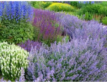 Purple Perennials, Easy To Grow Flowers, Purple Salvia, Cat Mint, Yard Flowers, Purple Plants, Summer Plants, Drought Tolerant Plants, Flowers Perennials