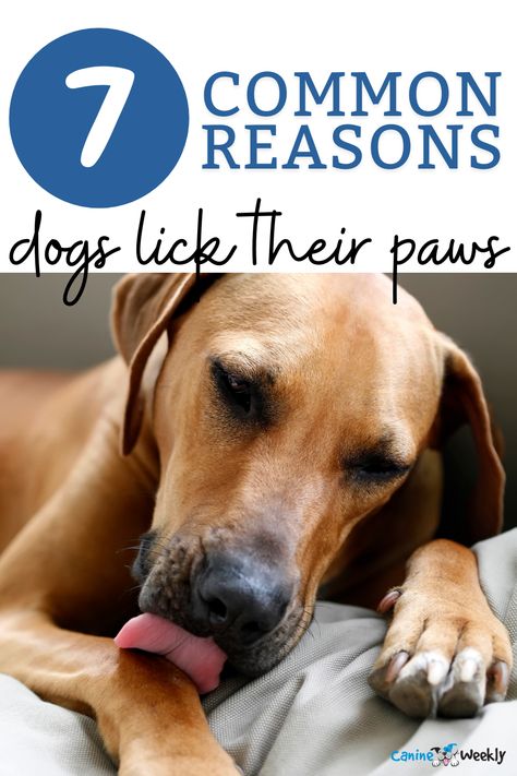 Paw Care For Dogs, Why Dogs Lick Their Paws, Why Do Dogs Lick Paws, Dogs Lick Their Paws, Dog Licks Paws Remedy, Why Do Dogs Lick, Dog Paw Care, Dogs Paws, Dog Skin Care