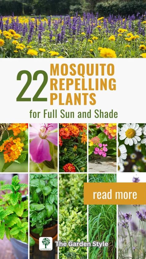 Plants That Repel Mosquitoes for Full Sun and Shade - The Garden Style Plants For Full Sun, Full Sun Container Plants, Plants That Repel Mosquitoes, Dog Safe Plants, How To Propagate Lavender, Plants That Repel Bugs, Growing Marigolds, Mosquito Repelling, Gardening Guide