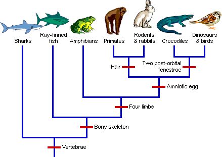 Patrones evolutivos. En esta imagen se muestra:The central ideas of evolution are that life has a history — it has changed over time — and that different species share common ancestors.  Here, you can explore how evolutionary change and evolutionary relationships are represented in "family trees," how these trees are constructed, and how this knowledge affects biological classification. You will also find a timeline of evolutionary history and information on some specific events in the history o Biological Classification, Biology Ideas, Spec Evo, Plant Classification, Montessori Elementary, Secondary Science, Central Idea, Religious People, Family Trees