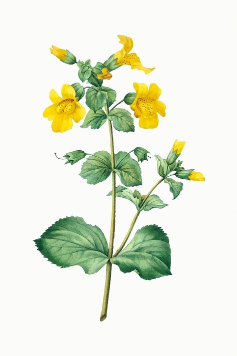 Yellow Flowering Plants, Monkey Flower, Audubon Prints, Bach Flowers, Herb Prints, Botanical Flowers Print, Framed Botanical Prints, Yellow Flower Print, Flowers Png