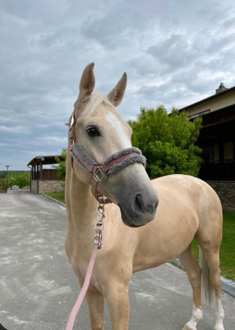 Cavalo Palomino, Horsey Life, Horse Riding Aesthetic, Cute Horse Pictures, Equestrian Aesthetic, Palomino Horse, Horse Aesthetic, Pretty Animals, Cute Horses