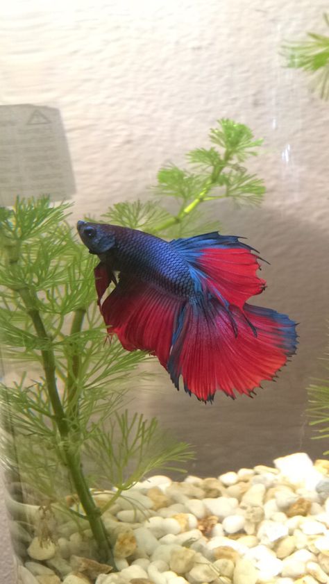 I name my Betta fish after the greats #MarkAnthony #betta #fish #fishythings #blue #red #happy #newhome #diytank Blue Betta Fish Aesthetic, Blue And Red Betta Fish, Fish Pet Aesthetic, Beta Fish Aesthetic, Betta Fish Aesthetic, Red Beta Fish, Blue Beta Fish, Red Betta Fish, Blue Betta Fish