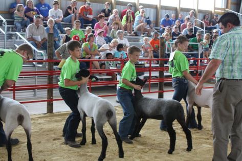 Market Lamb Sheep Show Equipment List Show Lamb Pens, 4h Lamb Projects, 4h Sheep Project Lamb, Show Lambs Tips, Showing Lambs, Lamb Showing, 4h Livestock, Show Lambs, Sheep Showing