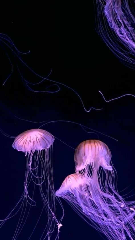 Modern Wallpapers, Jellyfish Art, Iphone Lockscreen Wallpaper, Night Sky Wallpaper, Fish Wallpaper, Wallpaper Animes, Cool Pictures Of Nature, Ocean Creatures, Iphone Background Wallpaper