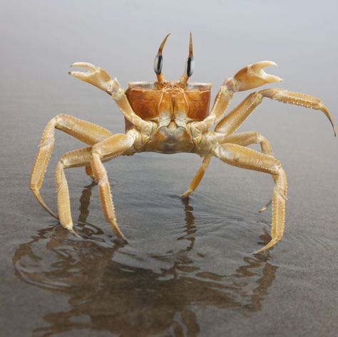 A ghost crab stands up in defensive position upon approach; reflected in the wet sand of the Skeleto Ghost Crab, Crab Species, Leg Reference, Fiddler Crab, Wet Sand, Climb Trees, Crab Legs, Marine Environment, Popular Mechanics