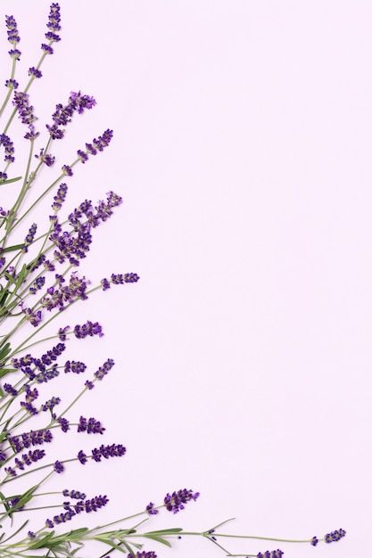 Hermoso marco de flores de lavanda Foto ... | Premium Photo #Freepik #photo #flor #marco #floral #borde Marco Floral, Background Spring, Lavender Cottage, Flower Background Images, Violet Background, Flower Graphic Design, Plum Tree, Cross Stitch For Kids, Flowers Beautiful