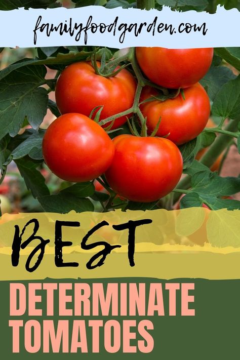 When vegetable shopping and buying tomatoes you may think you know about tomatoes. Family Food Garden asks if you have heard about determinate tomatoes. If you never heard of this kind of tomato before then you want to go through FFG’s guide that explains everything you want to know about this type of tomato. There are also indeterminate tomatoes and we explain the difference between the two. We identify all the uses for this tomato and wrap up with a tasty recipe. Download our report… Pasta Tomato Soup, Indeterminate Tomatoes, Tomatoes Soup, Pasta Sauce Recipes Tomato, Best Tasting Tomatoes, Tomato Pruning, Soup Tomato, Determinate Tomatoes, Food Recipes Healthy