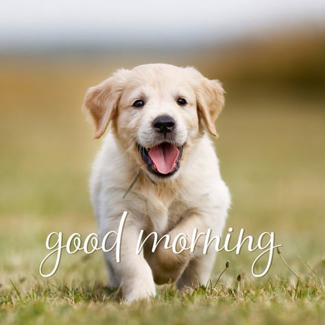 Good morning pic with cute puppy. Good Morning Puppy, Good Morning Dog, Puppy Care Tips, Good Morning Animals, Good Morning Pics, Puppy Quotes, Morning Pic, Beautiful Good Morning, Live Big