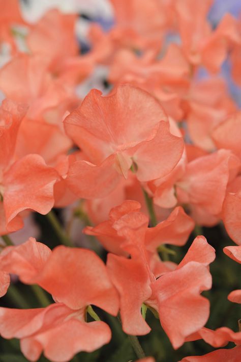 Lathyrus odoratus 'Clementine Kiss': a fantastic sweet pea with unusual apricot-orange blooms and a delicate fragrance. Flowers in the summer through July, August, September. Coral Sweet Peas, Lathyrus Odoratus, September Flowers, Sweet Pea Flowers, Apricot Orange, Orange Garden, Sweet Tattoos, Pea Flower, Flower Therapy