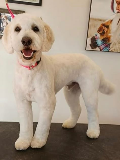 Short Dog Haircut, Short Doodle Haircut, Fluffy Haircuts, Cockapoo Grooming, Doodle Haircuts, Labradoodle Grooming, Doodle Cuts, Goldendoodle Haircuts, Dr Doolittle