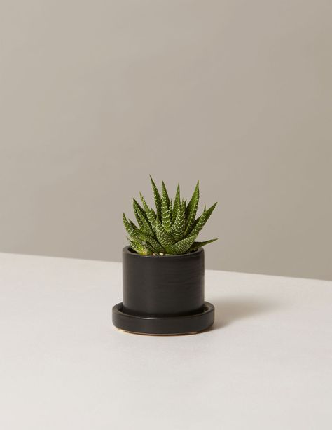 Succulent Plants Indoor, Selling Plants, Plant Care Houseplant, Types Of Succulents, Floor Plants, Easy Care Plants, Low Light Plants, Houseplants Indoor, Small Potted Plants