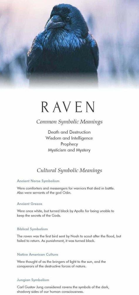 Raven Mythology, Raven Symbolism, Raven Spirit Animal, Symbolism Meaning, Spirit Animal Meaning, Animal Meanings, Witchcraft Magic, Dream Meaning, Animal Spirit Guides