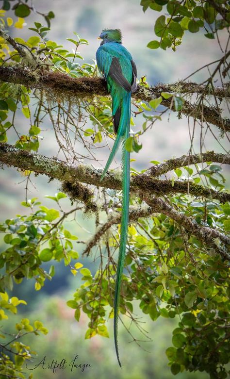 Birding Costa Rica | Tale of a Tail  | Facebook Resplendent Quetzal, Avocado Tree, Majestic Animals, Little Birds, Long Tail, Beautiful Birds, Costa Rica, Avocado, Vision Board