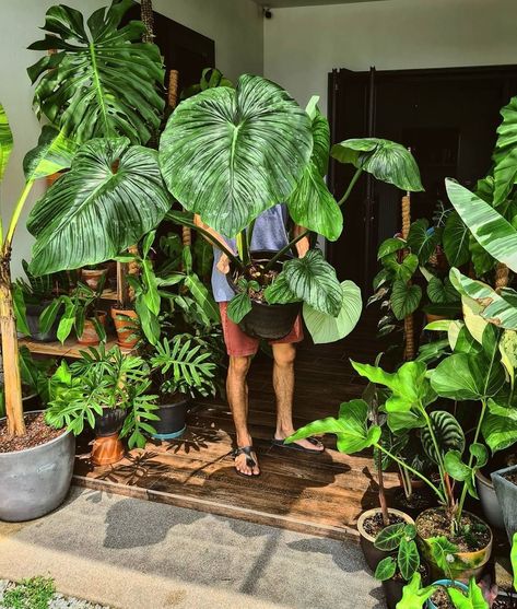 🌿 House of Plants 🌿 on Instagram: “Look at those leaves 👀  #philodendronmamei //📸 @justp_lantit” Philodendron Mamei, Amazing Plants, Plant Care Houseplant, Outdoor Plant, Room With Plants, Instagram Look, Plant Collection, Vertical Garden, Urban Garden