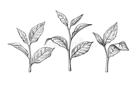 Tea Leaves Tattoo, Tea Leaves Illustration, Herbal Illustration, Leaves Sketch, Tea Illustration, Leaf Illustration, Fish Illustration, Leaf Drawing, Tea Brands